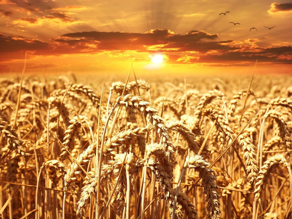 wheat, field, sunset-640960.jpg